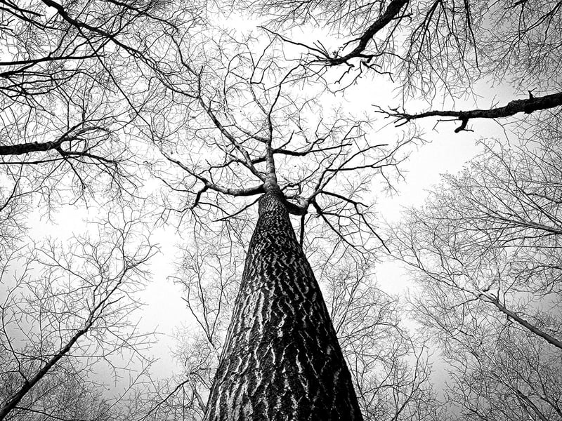 Black Forest