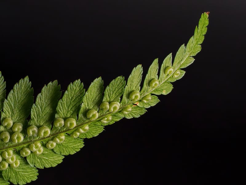Forest Fern Earrings